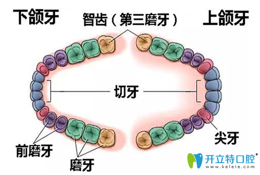 為什么會長智齒？長智齒為什么會痛？