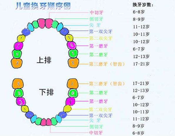寶媽們 兒童換牙順序圖及孩子換牙期注意事項要不要看一下