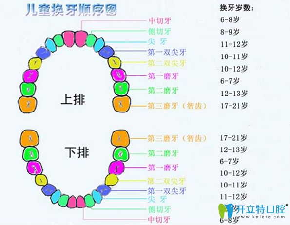 兒童換牙順序圖