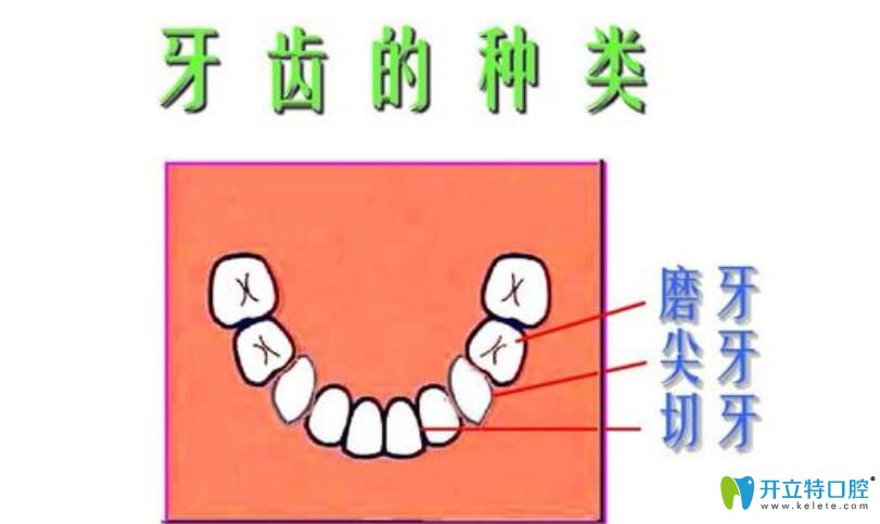 正畸過程中哪些牙醫(yī)生一般不建議拔除