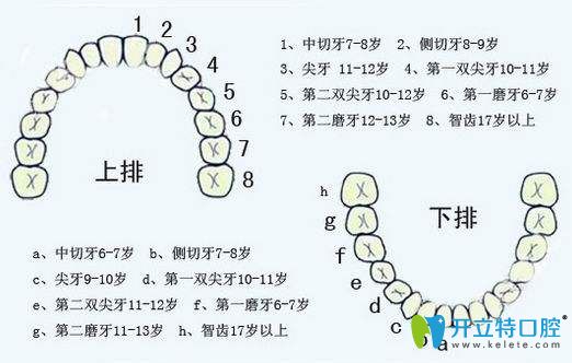 阻生牙和智齒一樣嗎？糾結阻生牙要不要拔看這篇