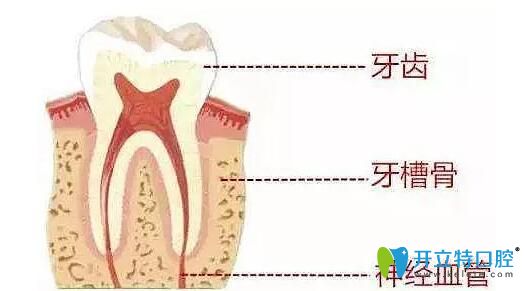 牙齒示意圖