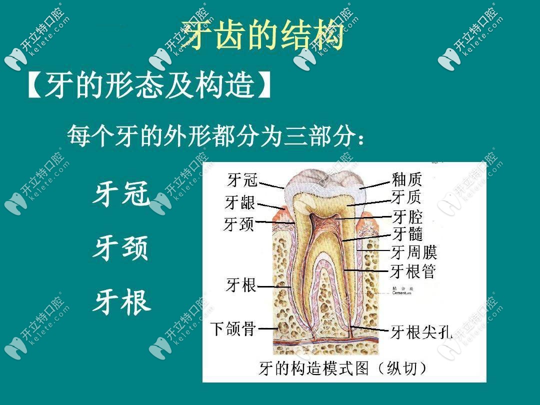 牙齒形態(tài)及結(jié)構(gòu)圖